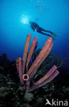 Lavender Stovepipe sponge (Aplysina archeri)