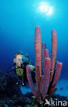 Lavender Stovepipe sponge (Aplysina archeri)