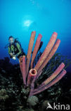 Lavender Stovepipe sponge (Aplysina archeri)