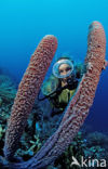 Lavender Stovepipe sponge (Aplysina archeri)