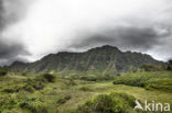 Koolau Ranch