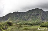 Koolau Ranch