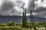 Kualoa Ranch