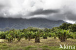 Kualoa Ranch