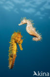 Longsnout Seahorse (Hippocampus ramulosus)
