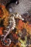 Langsnuit Zeepaardje (Hippocampus ramulosus) 