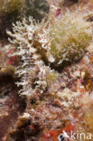 Longsnout Seahorse (Hippocampus ramulosus)
