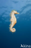 Longsnout Seahorse (Hippocampus ramulosus)
