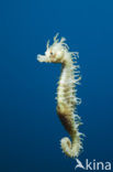 Longsnout Seahorse (Hippocampus ramulosus)