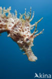 Longsnout Seahorse (Hippocampus ramulosus)
