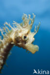 Longsnout Seahorse (Hippocampus ramulosus)