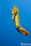 Langsnuit Zeepaardje (Hippocampus ramulosus) 