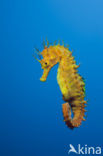 Langsnuit Zeepaardje (Hippocampus ramulosus) 