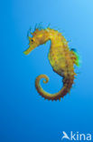 Langsnuit Zeepaardje (Hippocampus ramulosus) 