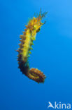 Longsnout Seahorse (Hippocampus ramulosus)
