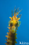 Longsnout Seahorse (Hippocampus ramulosus)