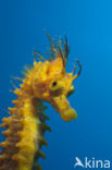 Longsnout Seahorse (Hippocampus ramulosus)