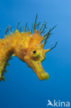 Longsnout Seahorse (Hippocampus ramulosus)