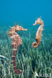 Longsnout Seahorse (Hippocampus ramulosus)