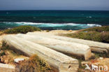 Leptis Magna