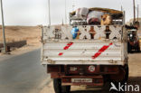 Libya