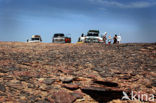 Libyan Desert