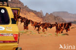 Libyan Desert