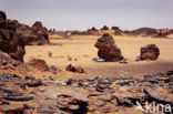 Libyan Desert