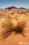 Libyan Desert