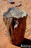 Libyan Desert