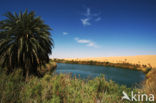 Libyan Desert