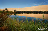 Libyan Desert