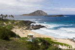 Makapuu Beach