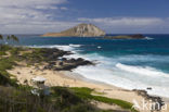 Makapuu Beach