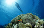 Maldives anemonefish (Amphiprion nigripes)