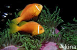 Maladiven Anemoonvis (Amphiprion nigripes)