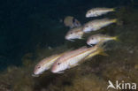 Red Mullet (Mullus surmuletus)