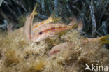 Red Mullet (Mullus surmuletus)