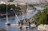 Nile