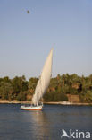 Nile