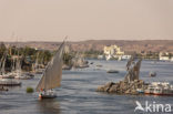 Nile