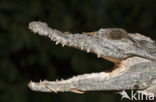 Nijlkrokodil (Crocodylus niloticus)