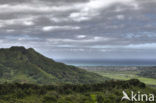 Nuuanu Pali