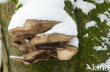 Oyster Mushroom (Pleurotus spec)