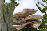 Oyster Mushroom (Pleurotus spec)