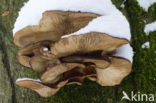 Oyster Mushroom (Pleurotus spec)