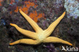 Orange starfish (Hacelia attenuata)