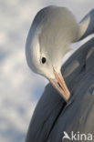 Paradijskraanvogel (Anthropoides paradiseus)
