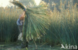 Common Reed (Phragmites australis)