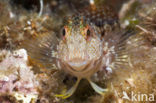 Ringneck Blenny